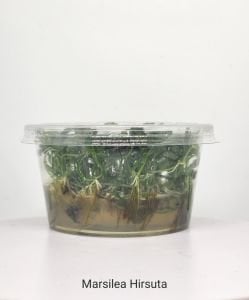Marsilea hirsuta IN VITRO CUP