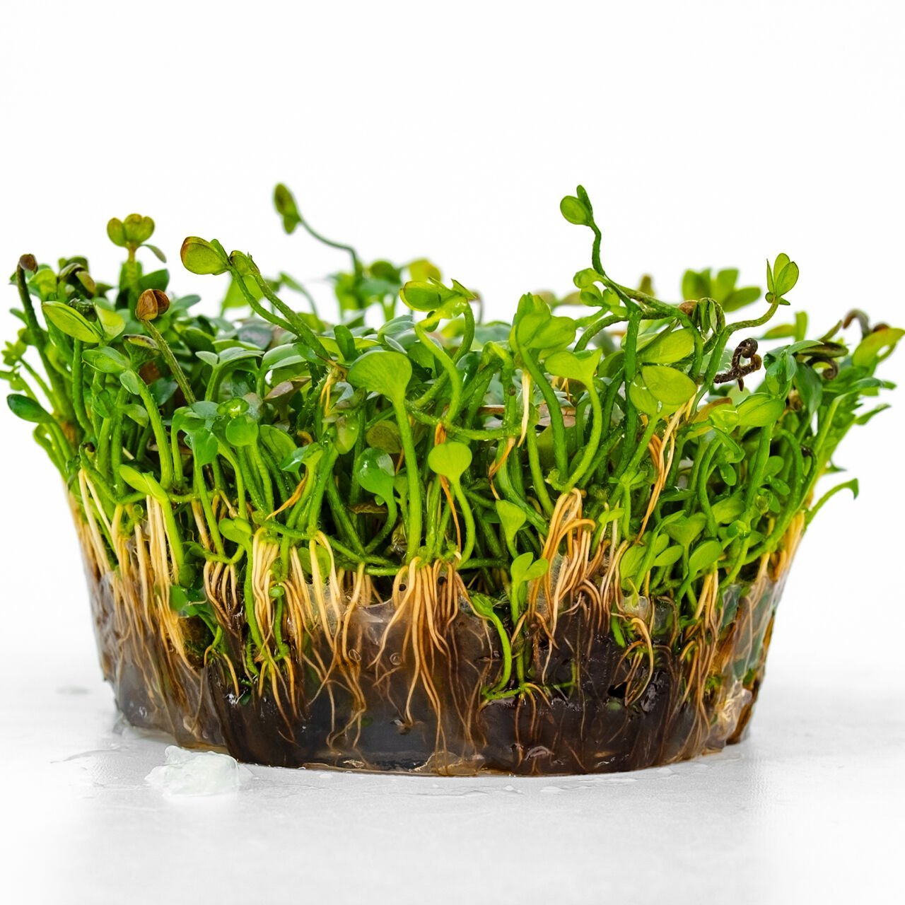 Marsilea hirsuta IN VITRO CUP