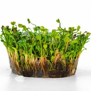 Marsilea hirsuta IN VITRO CUP