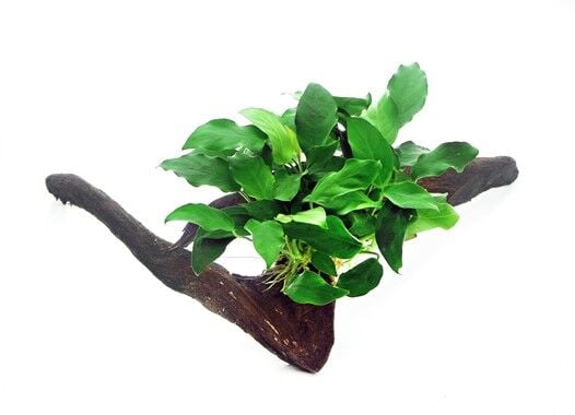 Dennerle Plants - Anubias barteri nana WOOD