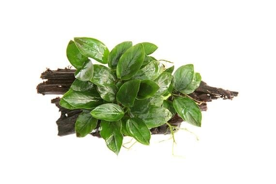 Dennerle Plants - Anubias barteri nana WOOD