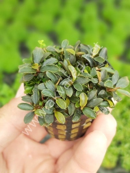 Bucephalandra brownie phoenix EXVITRO