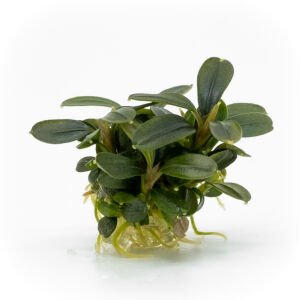Akvared - Bucephalandra brownie phoenix ADET EXVİTRO