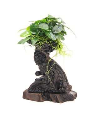 Dennerle Plants - Anubias nana Mbuna S WOOD