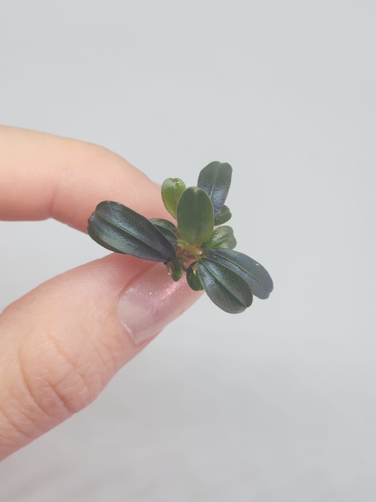 Bucephalandra brownie phoenix EXVITRO