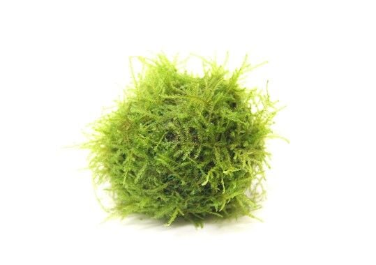 Dennerle Plants - Taxiphyllum barbieri BOGOR 'Biosphere-Ball' MOSS