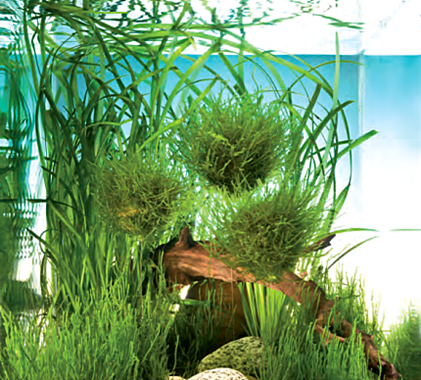 Dennerle Plants - Taxiphyllum barbieri BOGOR 'Biosphere-Ball' MOSS