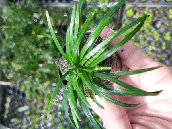 Ophiopogon pusillis ADET