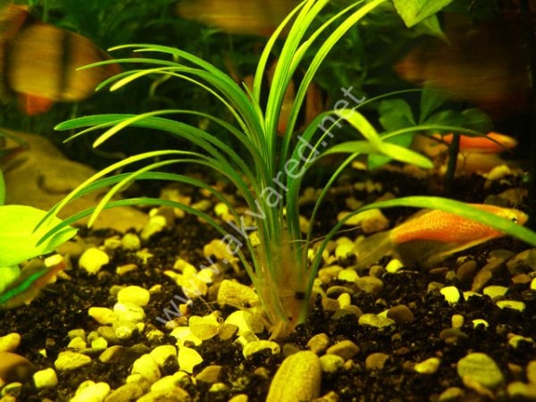 Ophiopogon pusillis ADET