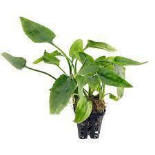 Cryptocoryne pontederifolia red BUKET