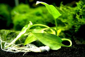 Cryptocoryne pontederifolia red BUKET
