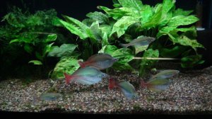Cryptocoryne pontederifolia red BUKET