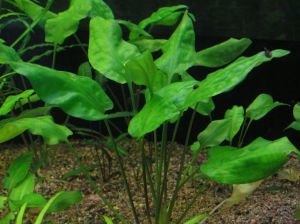 Cryptocoryne pontederifolia red BUKET