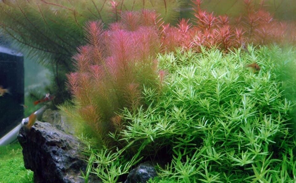 Rotala wallichi IN VITRO
