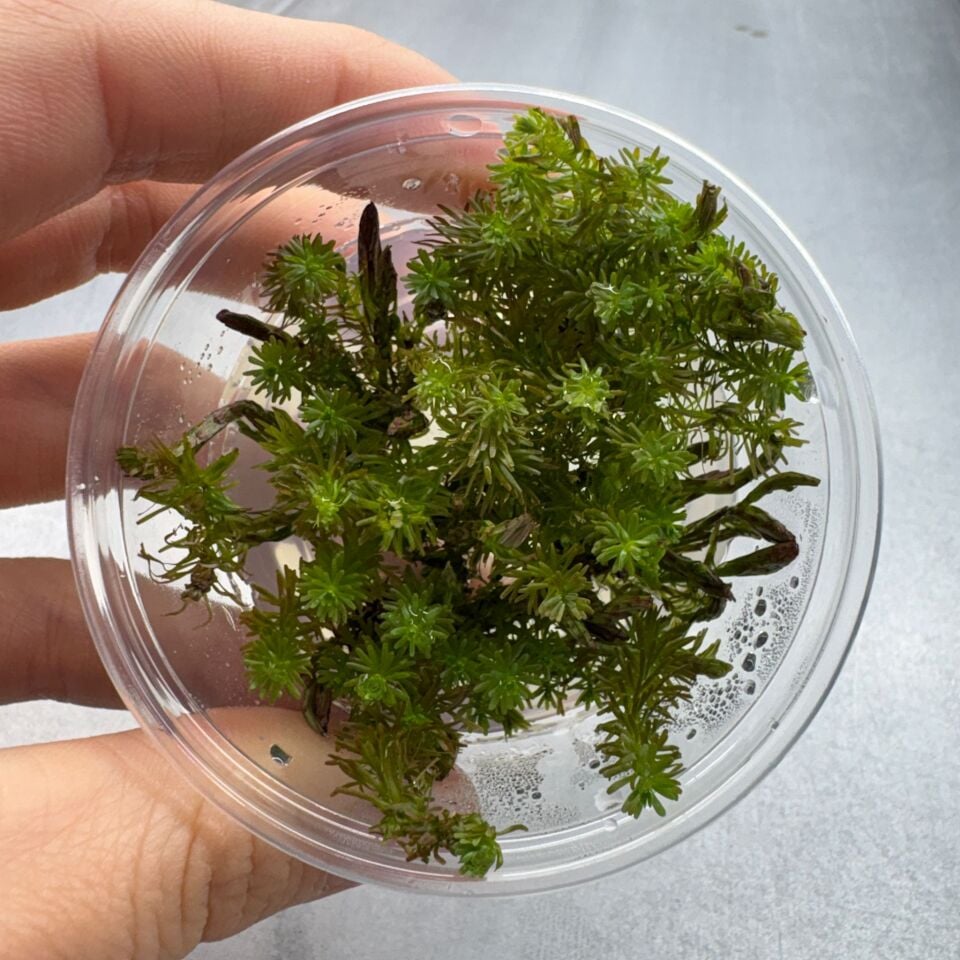 Rotala wallichi IN VITRO