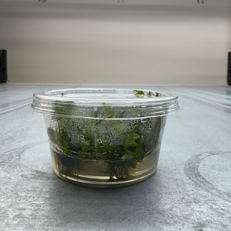 Rotala wallichi IN VITRO