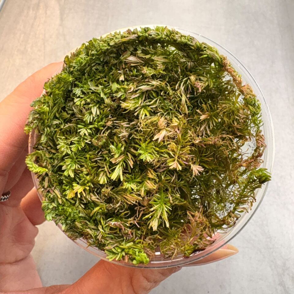 Rotala wallichi IN VITRO