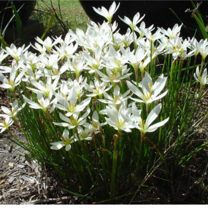Zephyranthes candida (Beyaz Zıpçıktı)