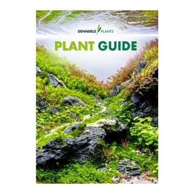Dennerle Plants - Plant Guide