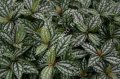 Pilea cadierei nana BUKET