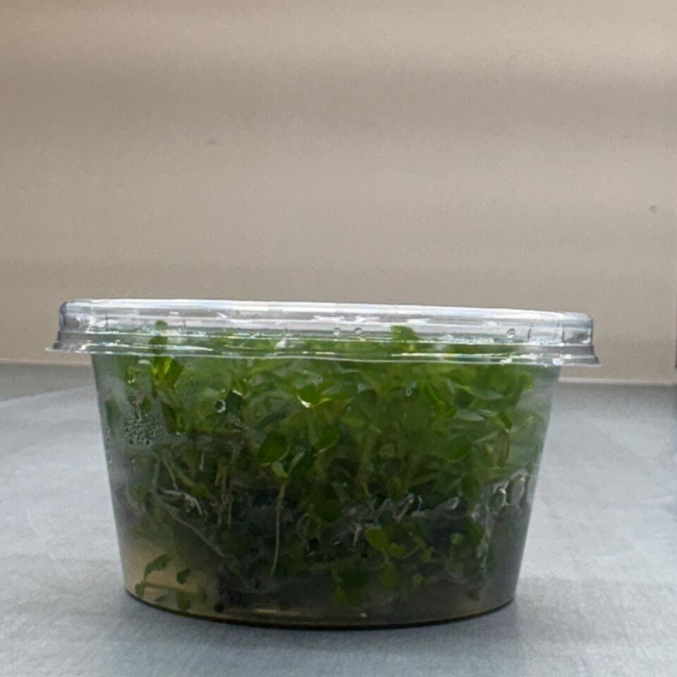 Rotala BSD IN VITRO