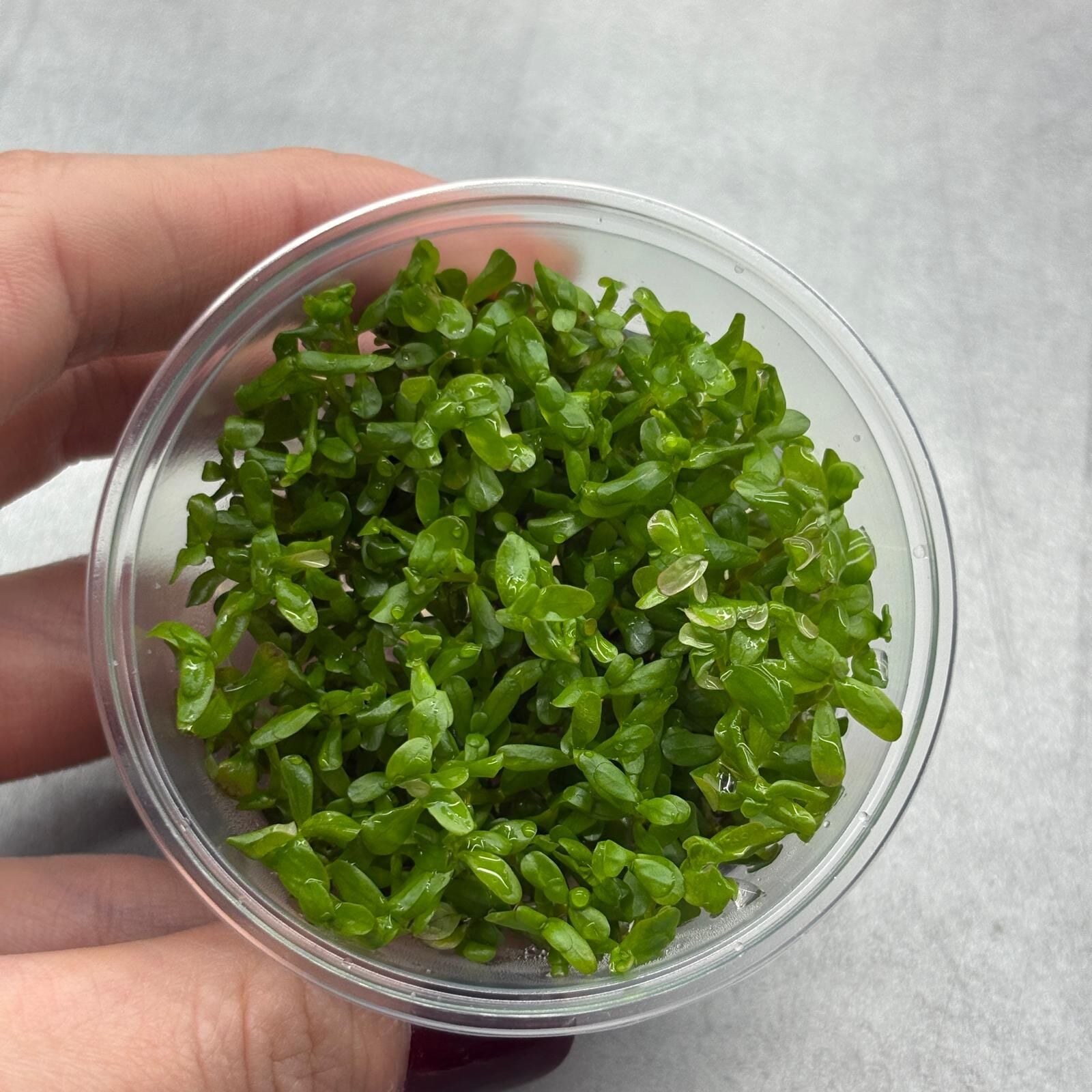 Rotala BSD IN VITRO