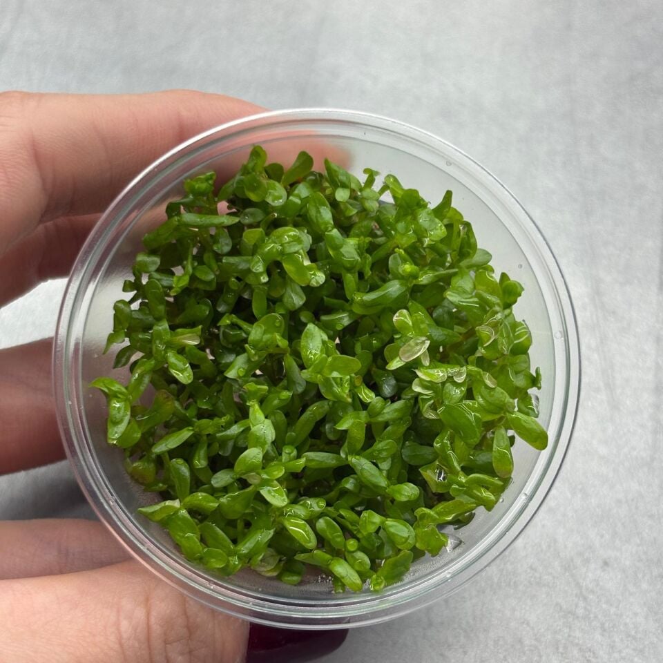 Rotala BSD IN VITRO