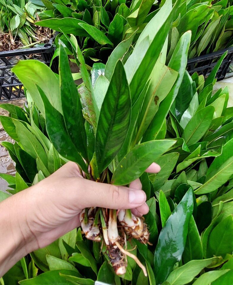 Anubias hastifolia EX VITRO PLUS