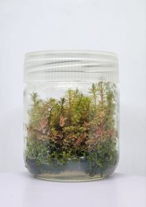 Myriophyllum aquatica IN VITRO JAR (KAVANOZ)