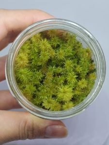 Myriophyllum aquatica IN VITRO JAR (KAVANOZ)