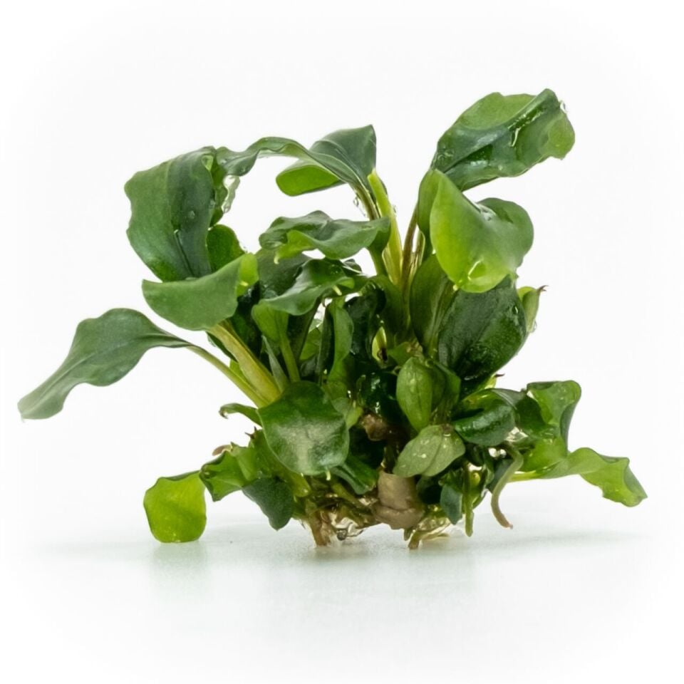 Bucephalandra bukit kelam EX VITRO PLUS