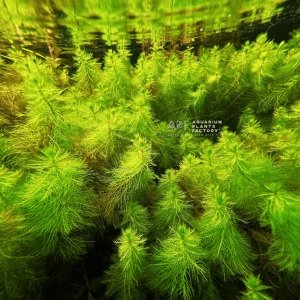 Myriophyllum aquatica IN VITRO CUP