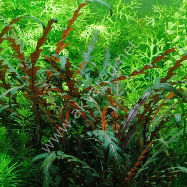 Hygrophila pinnatifida IN VITRO JAR (KAVANOZ)