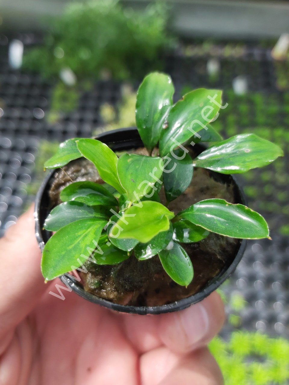 Piptospatha ridleyi SAKSI