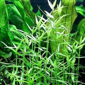 Murdannia keisak IN VITRO JAR (KAVANOZ)