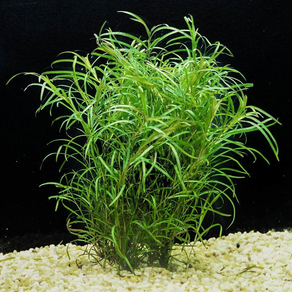Potamogeton gayi BUKET