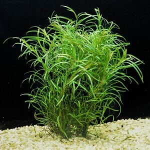 Potamogeton gayi BUKET