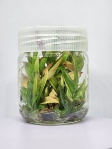 Murdannia keisak IN VITRO JAR (KAVANOZ)