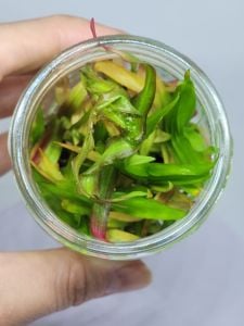 Murdannia keisak IN VITRO JAR (KAVANOZ)
