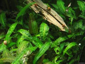 Cryptocoryne nurii EXVITRO