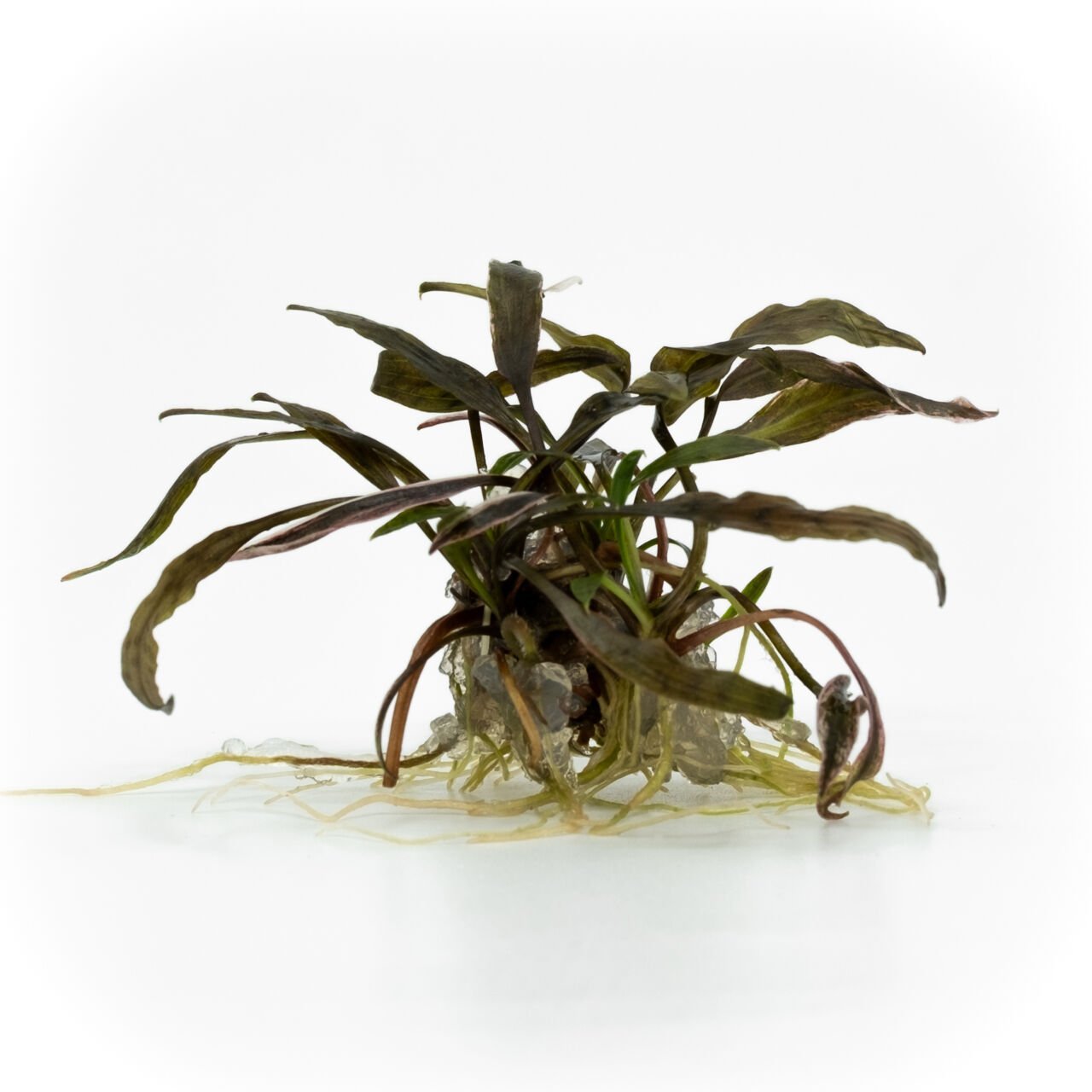Cryptocoryne nurii EXVITRO
