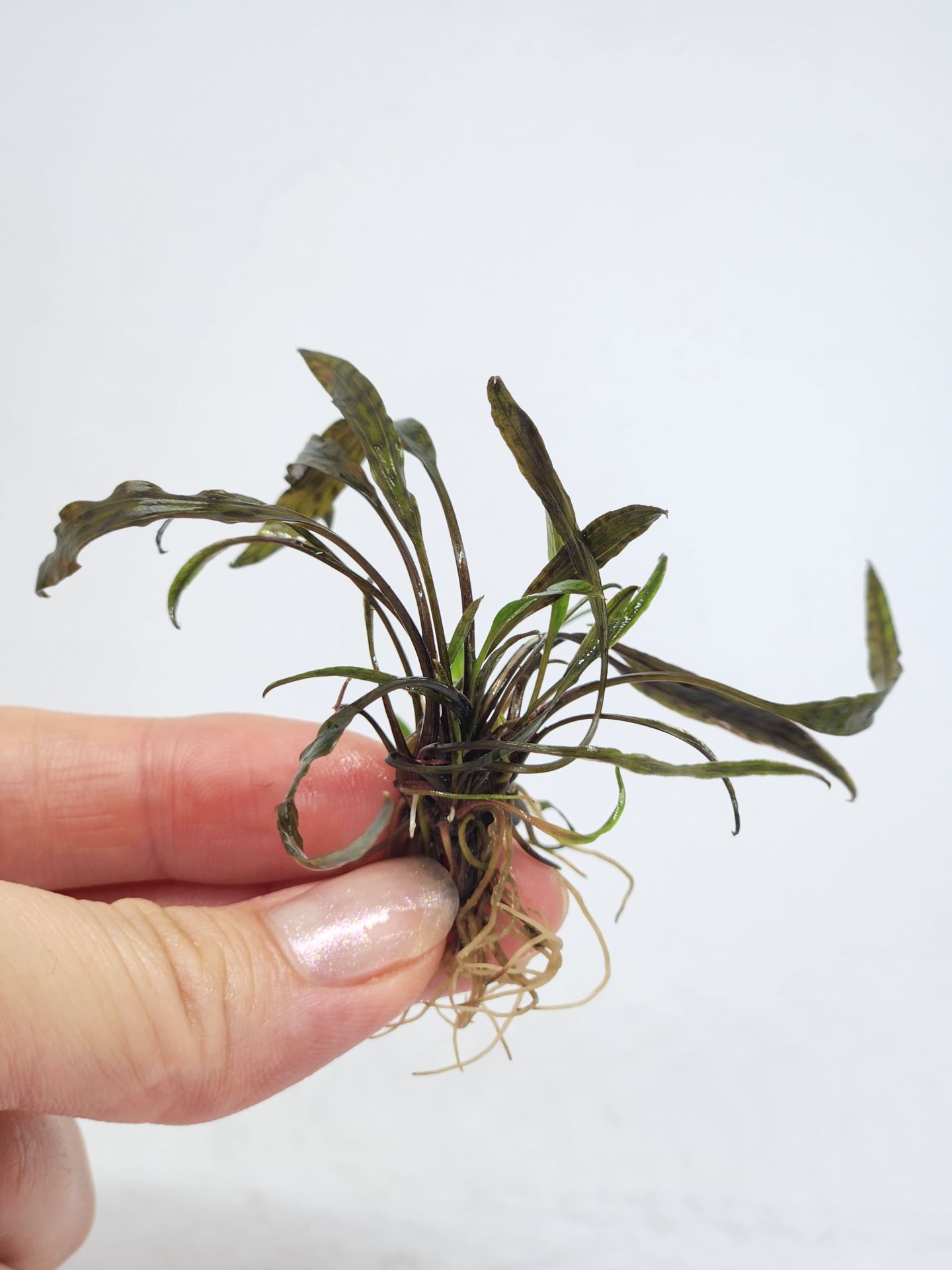 Cryptocoryne nurii EXVITRO