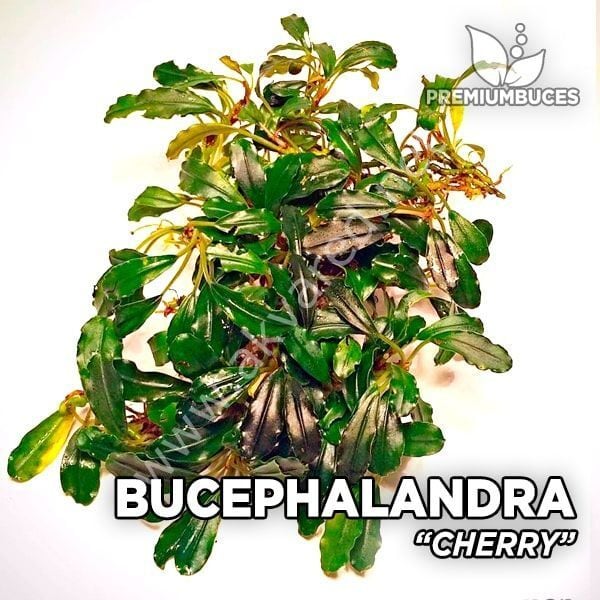 Bucephalandra cherry leaf 10x10cm PORSİYON