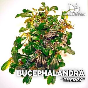 Akvared - Bucephalandra cherry leaf 10x10cm PORSİYON