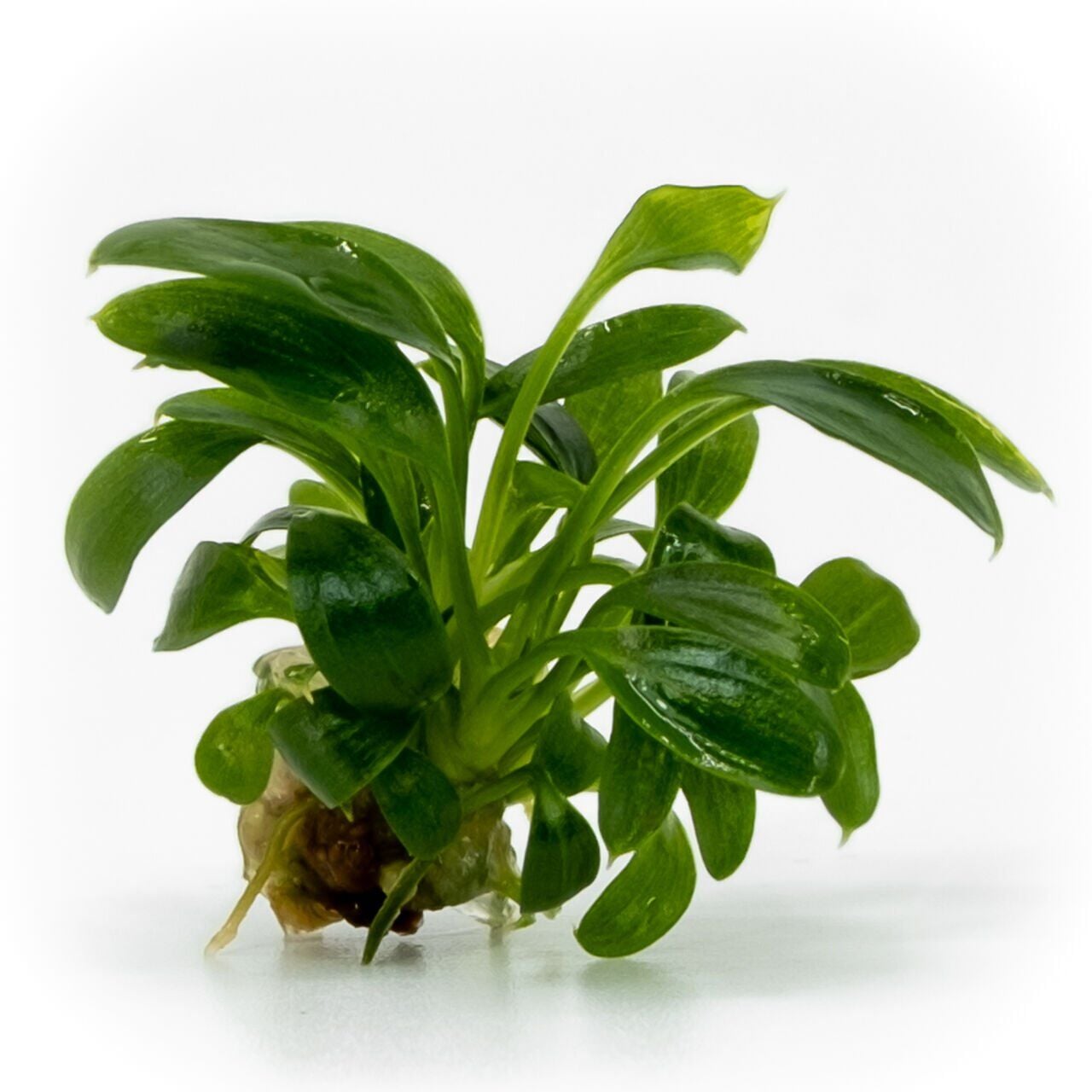 Homalomena sekadau south EX VITRO PLUS