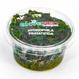 Hygrophila pinnatifida IN VITRO
