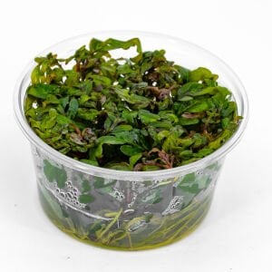 Hygrophila pinnatifida IN VITRO