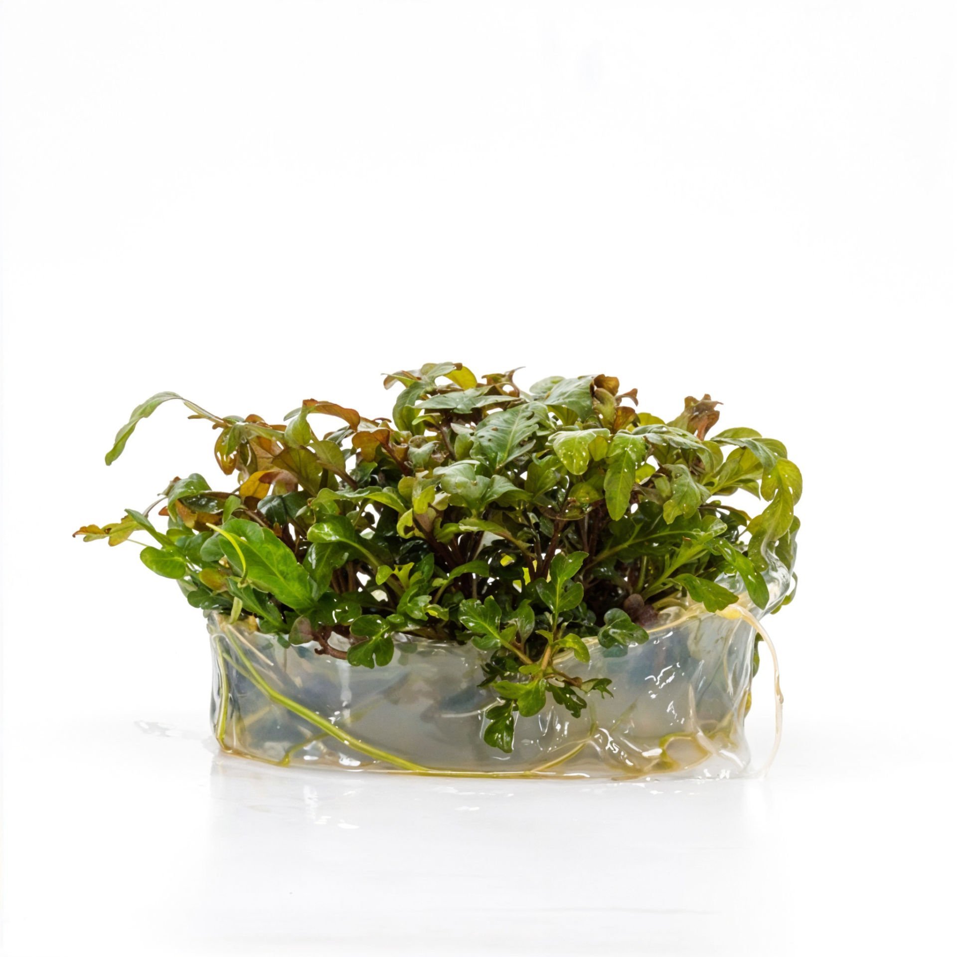 Hygrophila pinnatifida IN VITRO CUP