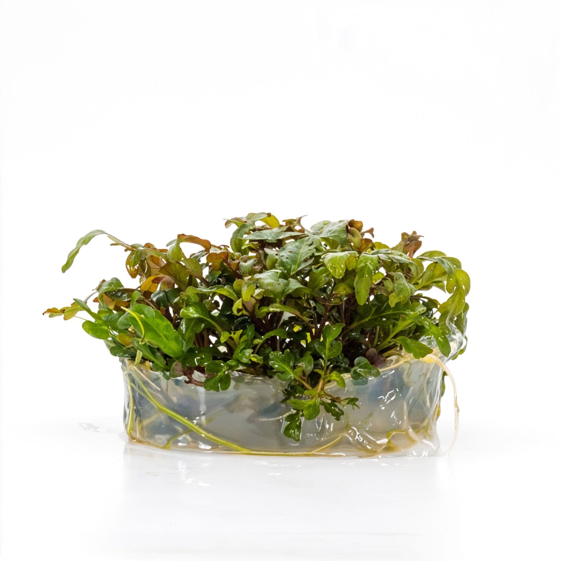 Hygrophila pinnatifida IN VITRO