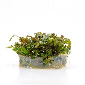Hygrophila pinnatifida IN VITRO